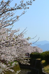 川沿いにたくさん