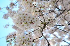 桜３