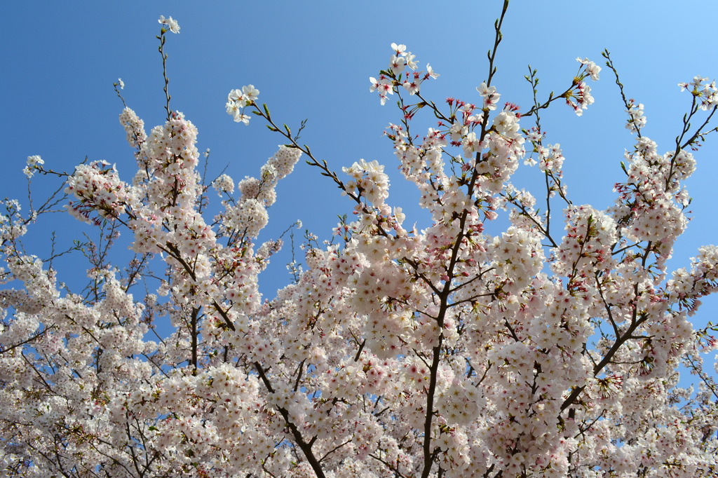 桜と青空