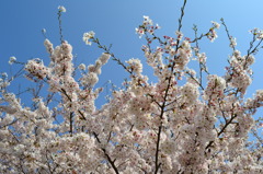 桜と青空