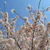 桜と青空