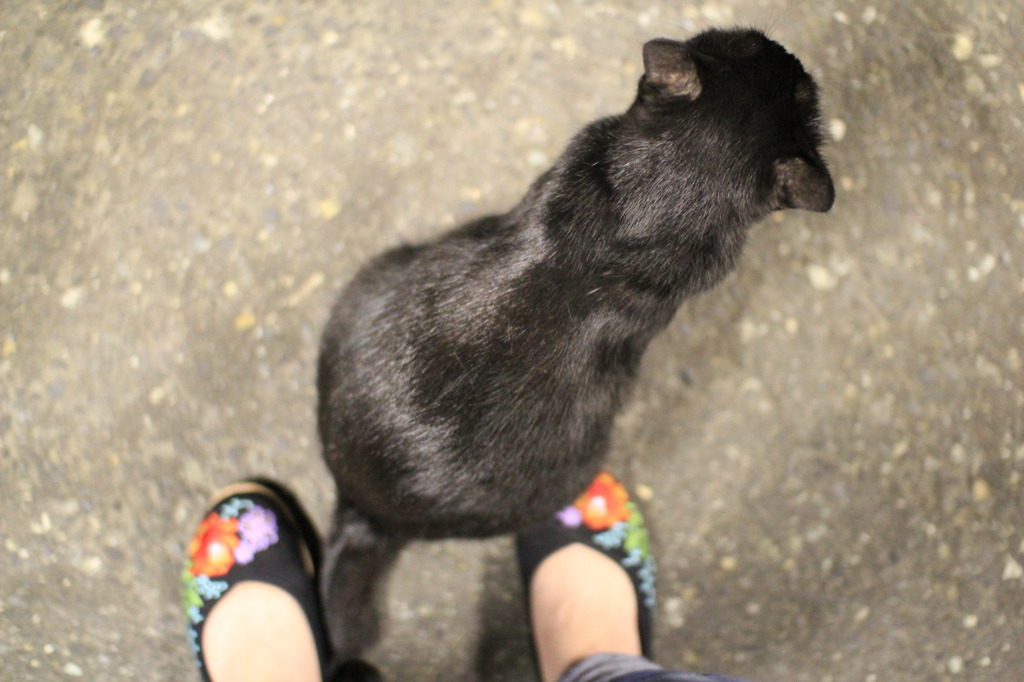 黒猫ちゃんと仲良しに・・・