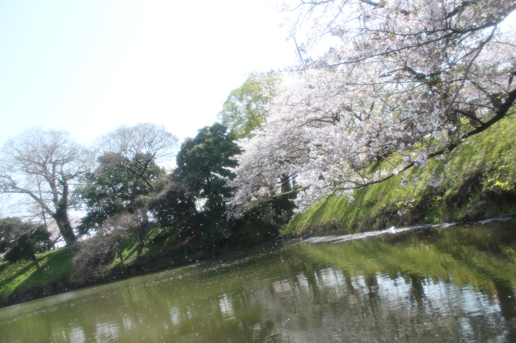 キラキラと風に乗って。