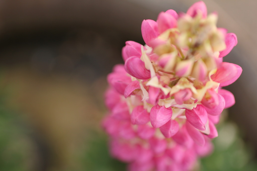 どこまでも連なる花。