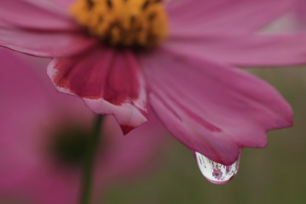 雫の中のお花畑