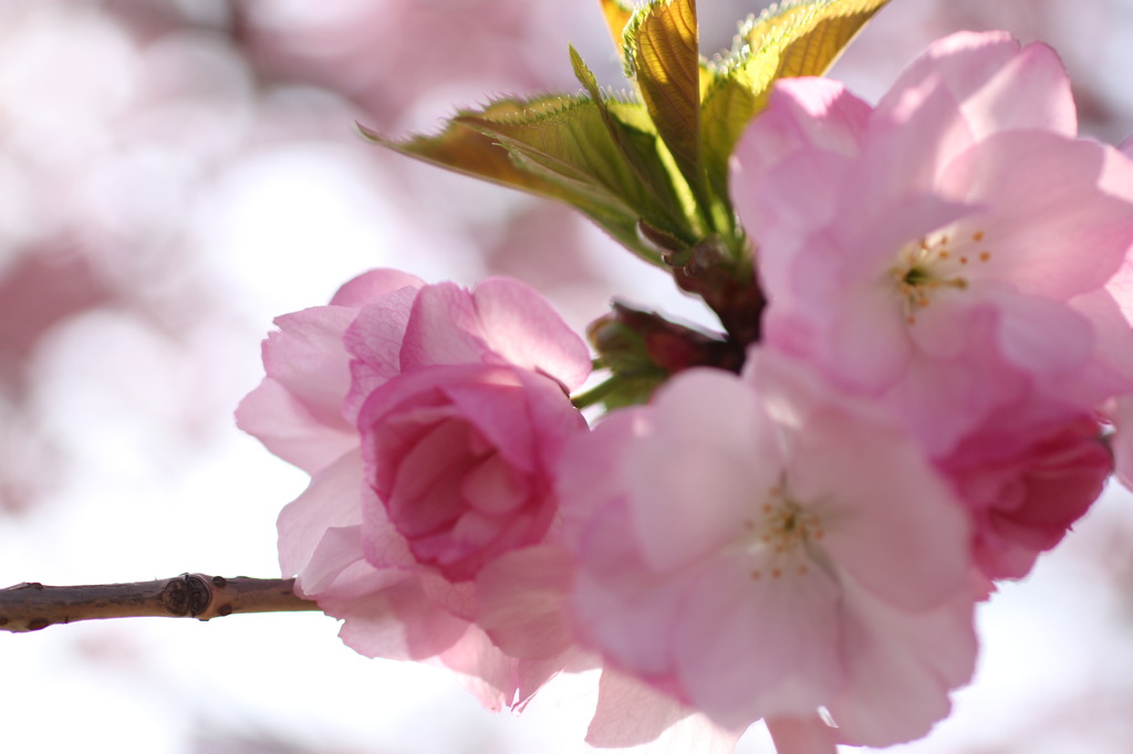 桜の時