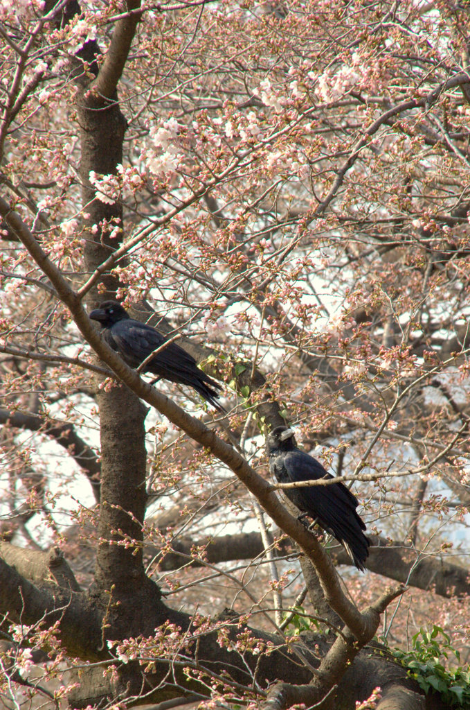 クローズ、桜