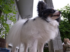 a dog02