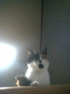 三毛猫ライト