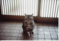 とむかげ