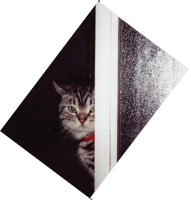 とむというねこ
