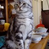 せいかつかんまるだしのなかにひかる、