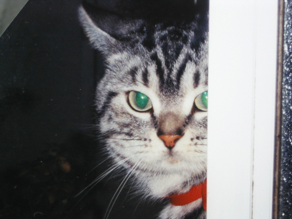 とむの写真１