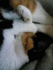 気持ちよすぎるの。寝ること。ねこ。