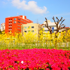 ツツジと菜の花と青空