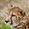 チーター