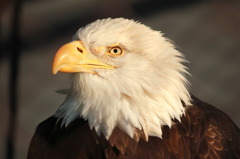 ハクトウワシ