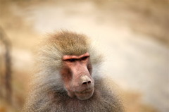 マントヒヒ
