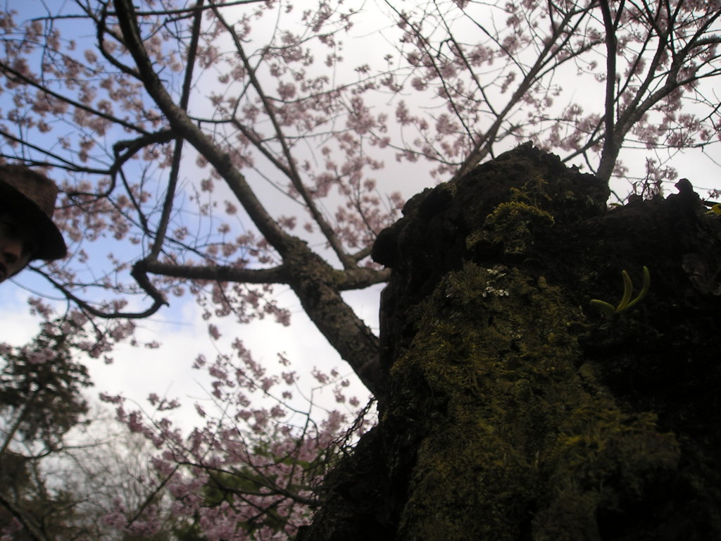 京都 桜