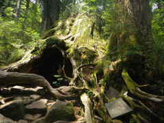 屋久島 ウィルソン株