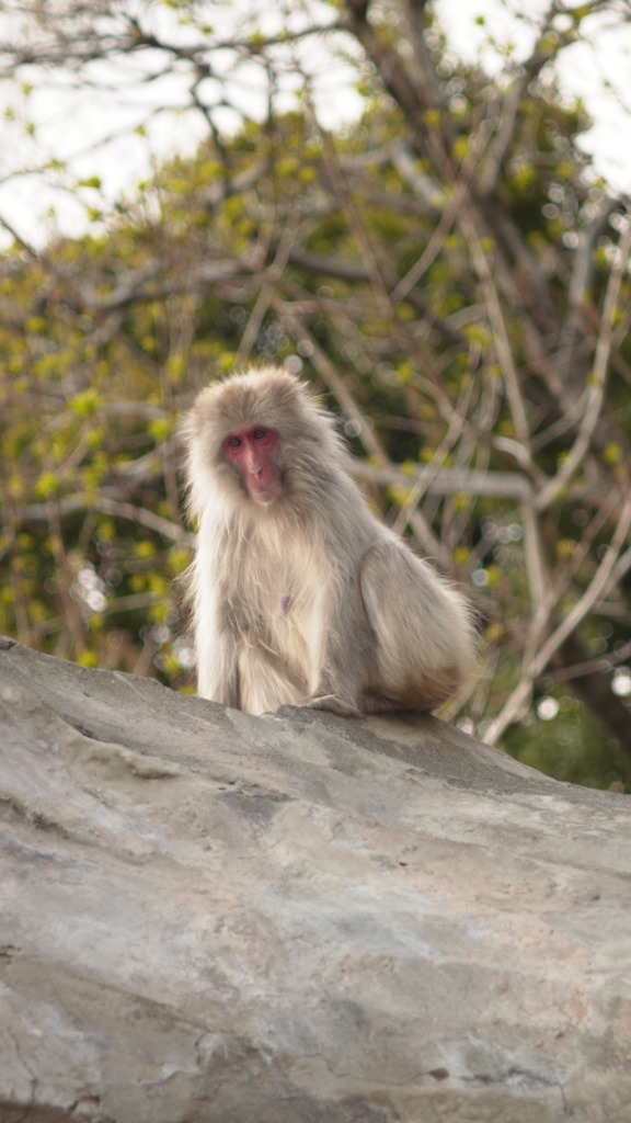 上野動物園の猿