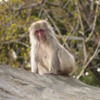 上野動物園の猿