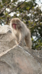 上野動物園の猿2