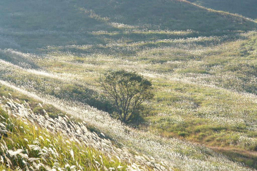 DSC00743_砥峰高原のススキ