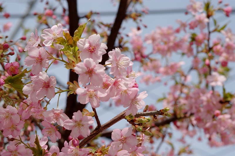 桜