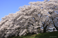 桜の季節２０１５　京都その１