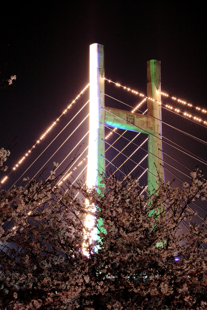 橋と桜