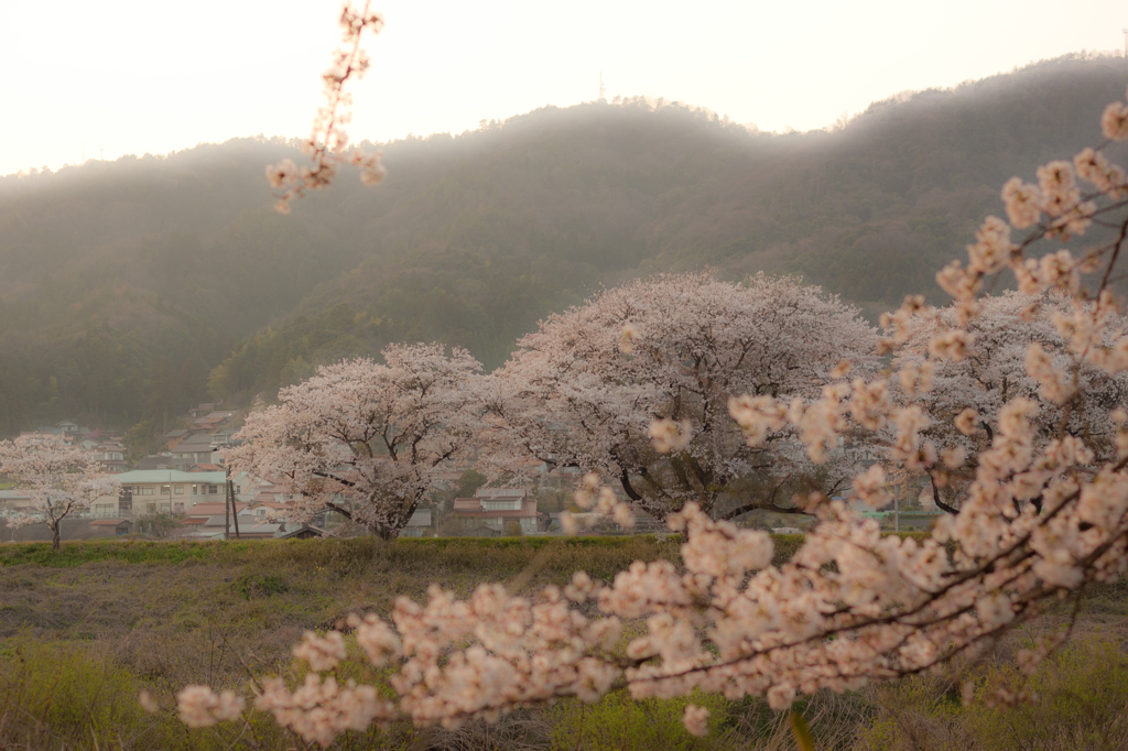 夕暮れ桜