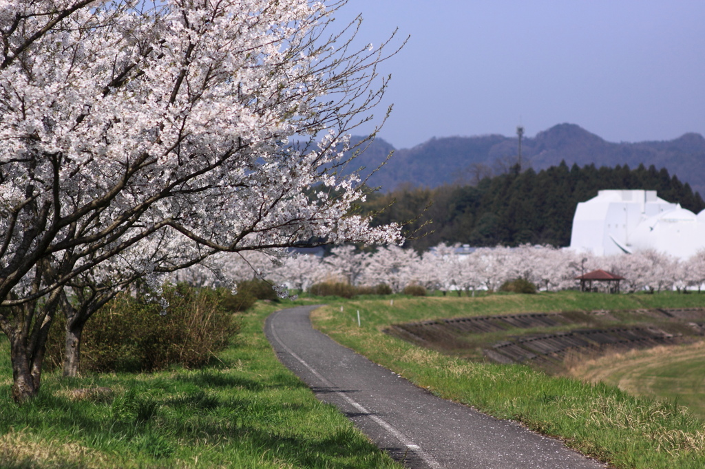 桜土手