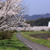 桜土手