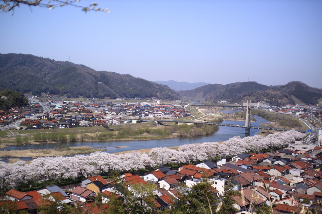 木次の桜
