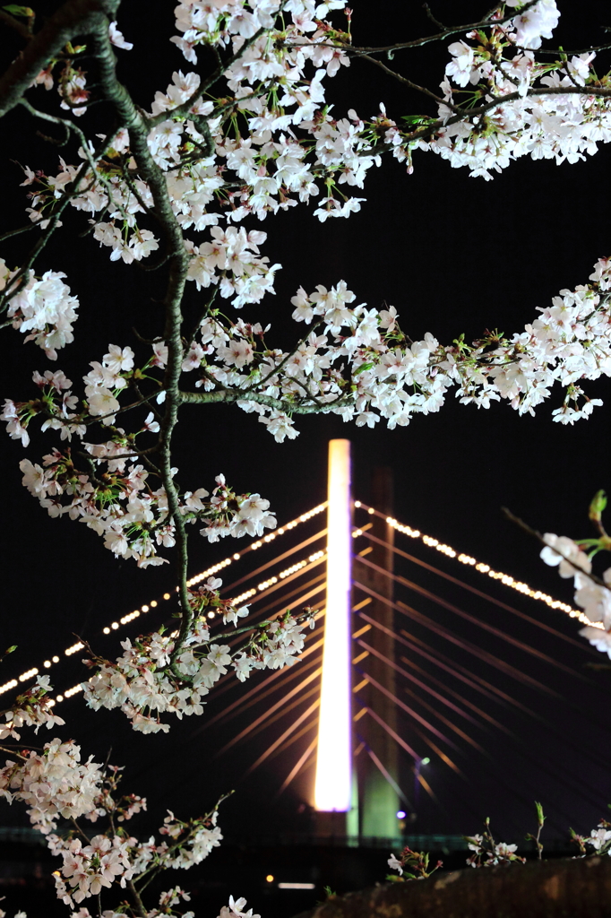 夜桜