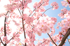 Gradation Sky & Blossom