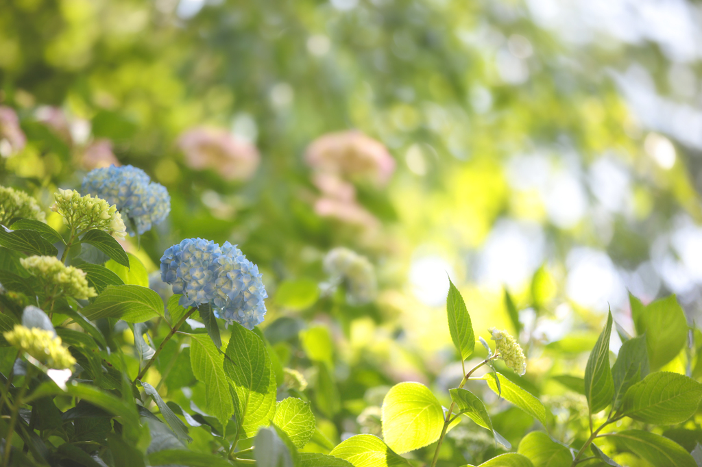 淡色紫陽花