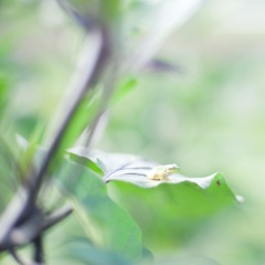 とりあえず、かわいい。