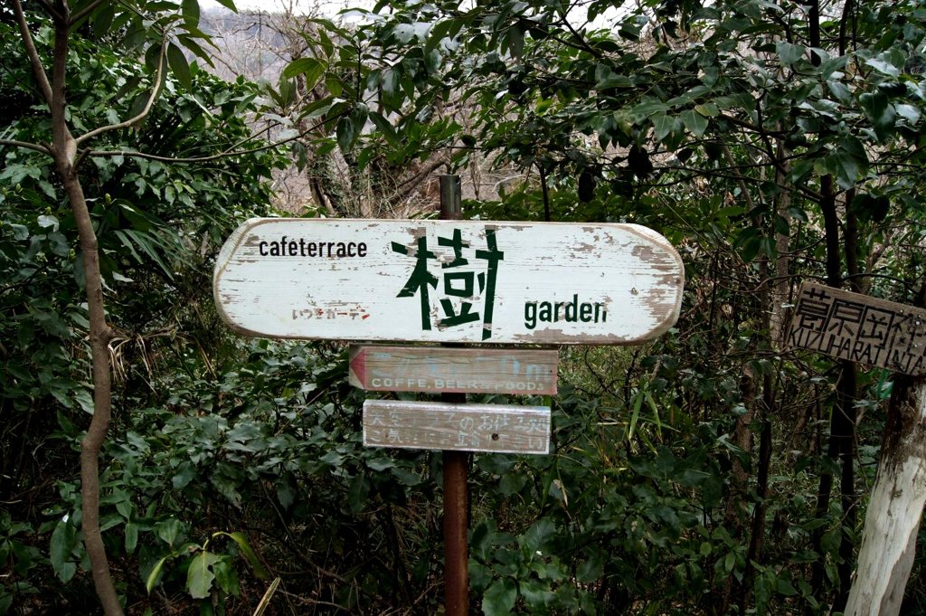 樹