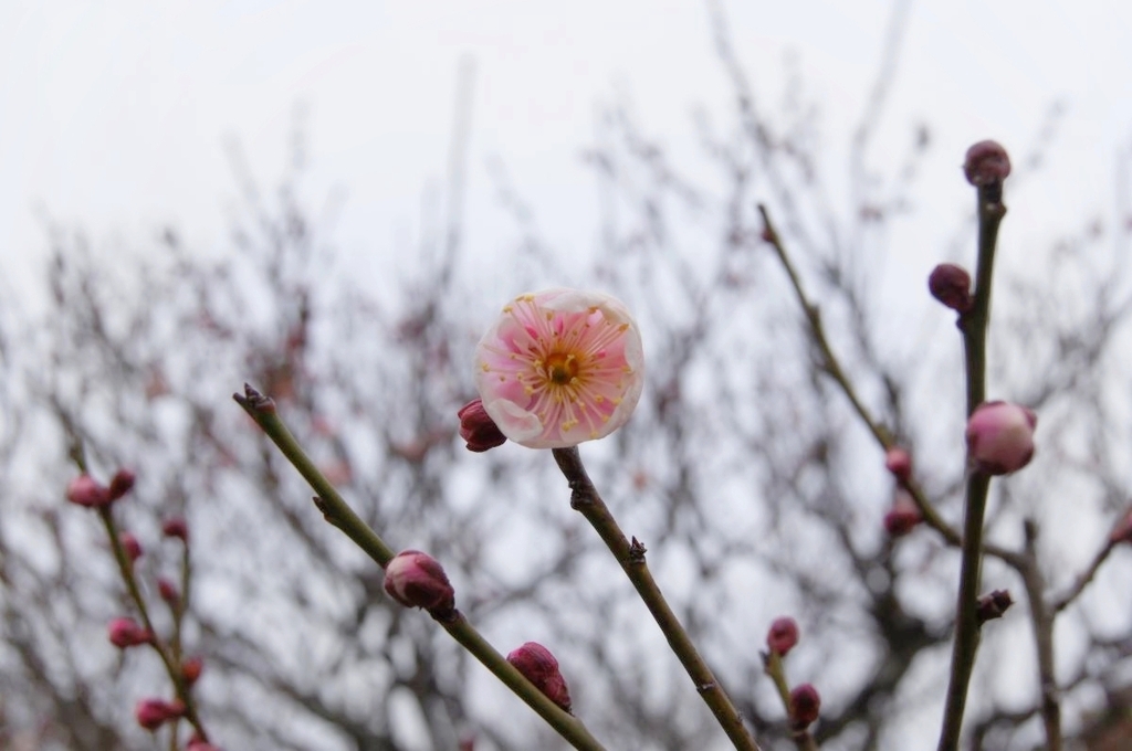花春