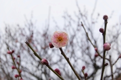 花春