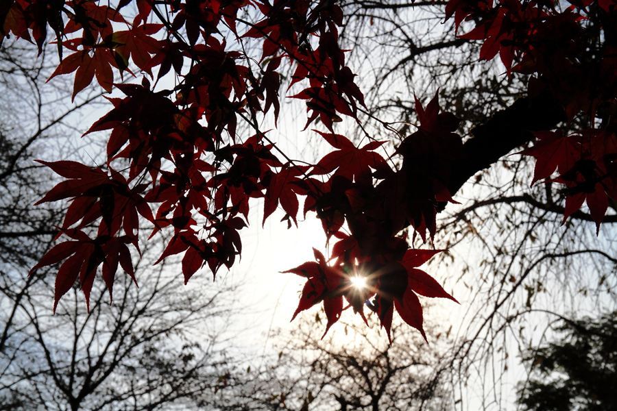 光の紅
