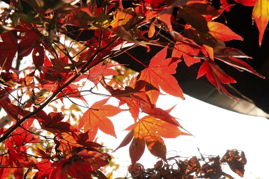 シックな紅なのかな
