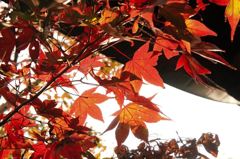シックな紅なのかな