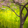桜と菜の花
