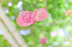 薔薇の園へ　