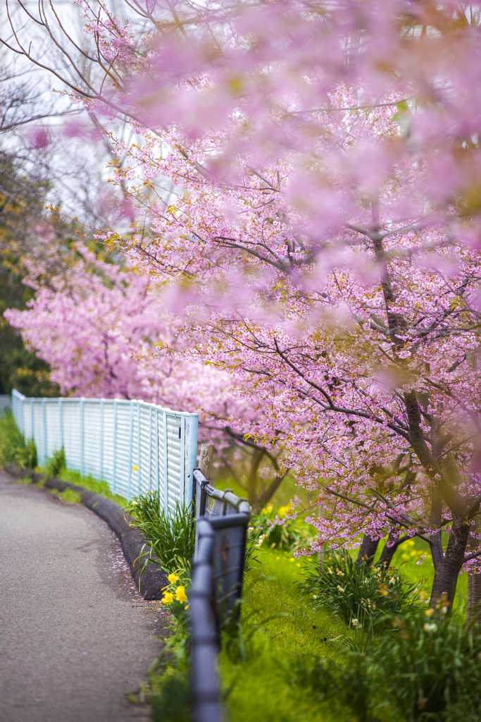 桜と遊歩道