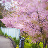 桜と遊歩道