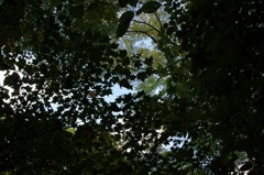 夏葉